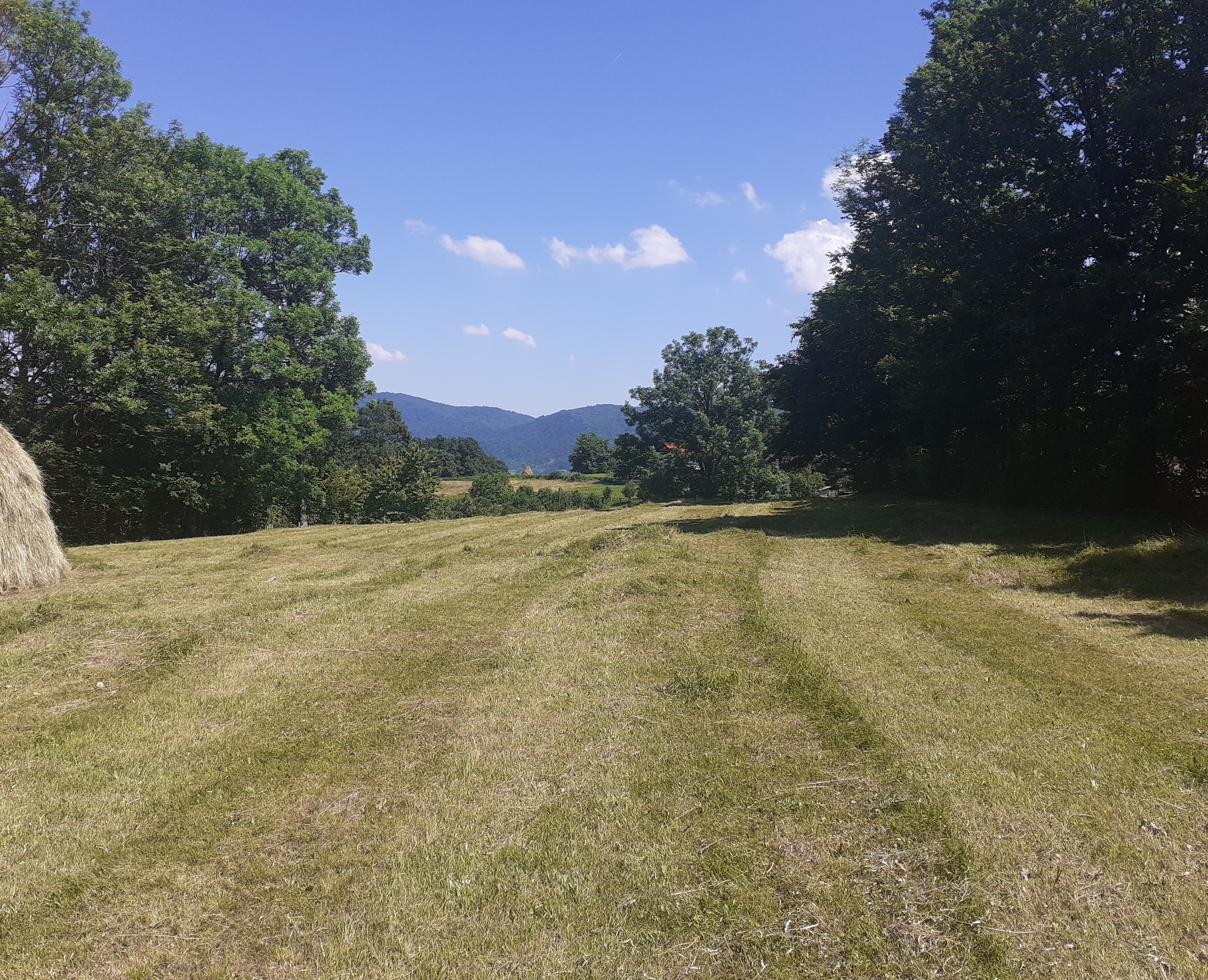 meadow landscape